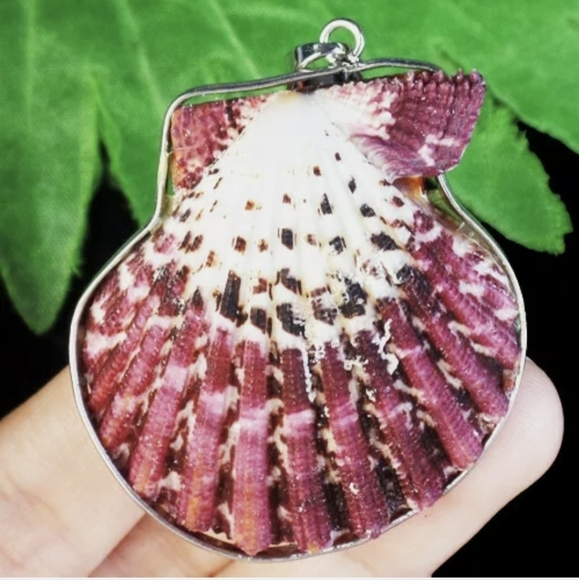 New Silver Wrapped Natural Seashell Scallop Shell Pendant. - Picture 4 of 7